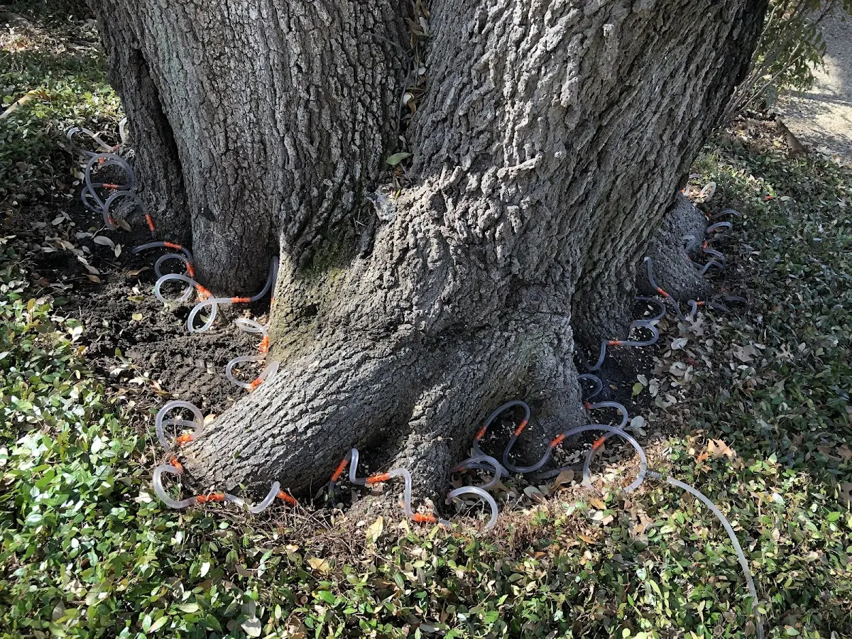 Detailed Tree Cabling and Bracing job site in Wellsville
